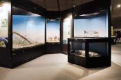 museum dhistoire naturelle blois 8-2025 2319